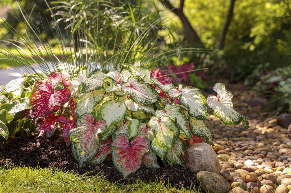 Flowers aren’t the only way to add color to a garden. How to paint with ...